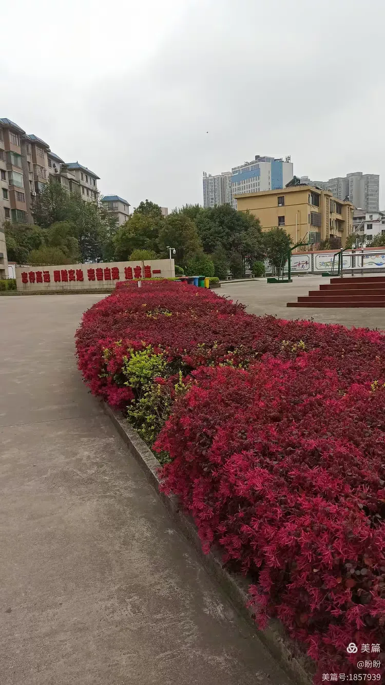 校园春色(摄于平坝集圣中学)